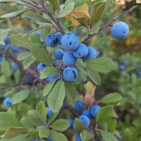 bright blue wild sloe berries on a bush close-up