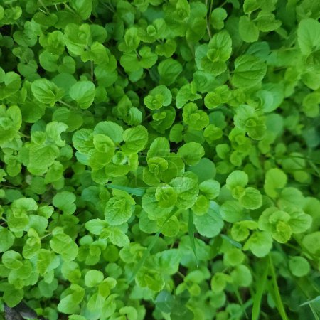 dicker Teppich aus zarten grünen Pflanzen auf dem Rasen