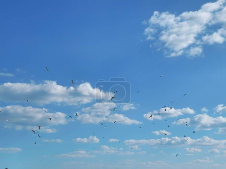 a flock of birds flying against a background of white clouds in the blue sky