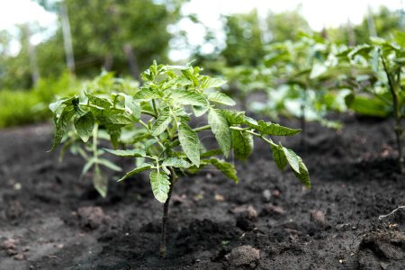 Téléchargez les photos : Cultiver vos plants de tomates légumes dans le jardin - en image libre de droit