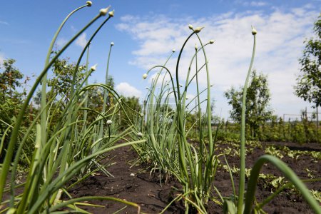 Foto de Cebollas cultivadas orgánicamente con brote en un tallo de planta - Imagen libre de derechos
