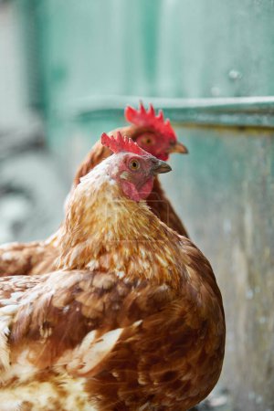 Photo for Free range chicken in the summer sunny day - Royalty Free Image