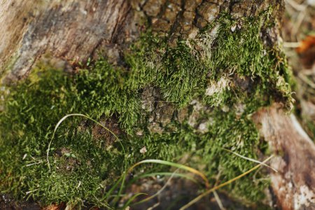 Téléchargez les photos : Mousse verte sur écorce d'arbre en plein air, gros plan - en image libre de droit