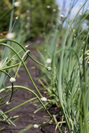 Photo for Organically grown onions with bud on a stalk of plant - Royalty Free Image