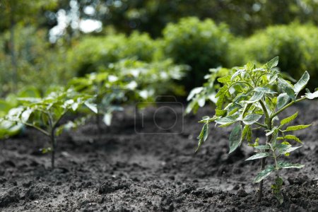 Foto de Cultivar sus plantas de tomate verduras en el jardín - Imagen libre de derechos