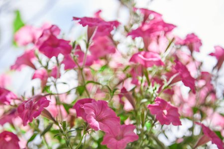 Téléchargez les photos : Fleurs de pétunia rose dans un jardin sur un fond vert - en image libre de droit