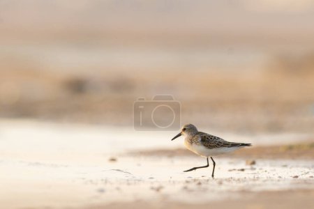 Foto de Poco tiempo - Calidris minuta - pequeño pájaro - Túnez - Imagen libre de derechos