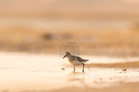Foto de Poco tiempo - Calidris minuta - pequeño pájaro - Túnez - Imagen libre de derechos