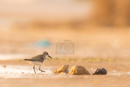 Photo for Little stint - Calidris minuta - small bird - Tunisia - Royalty Free Image