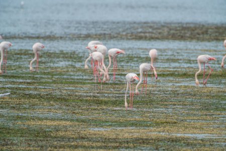 Téléchargez les photos : Flamant rose sur l'île de Djerba - Tunisie - en image libre de droit