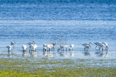 white spoonbill - birds of Tunisia
