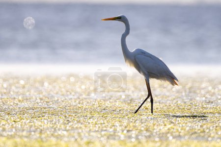 great egret - bird of tunisia - djerba