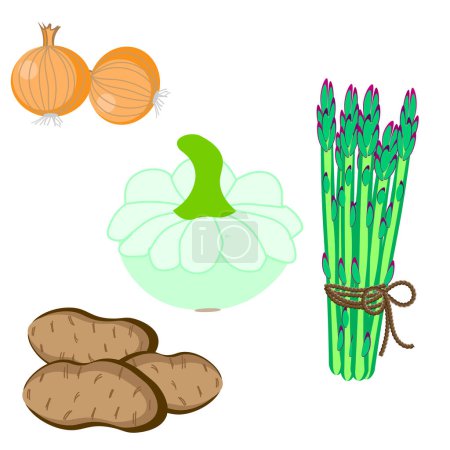 Vector graphics. Potatoes, asparagus, squash and onions on a white background.