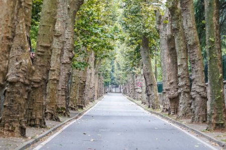Road with plane trees in Beykoz, Istanbul City, Turkiye