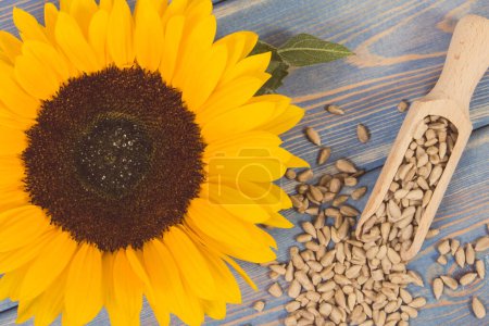 Photo for Sunflower seeds with wooden scoop and beautiful vibrant yellow flower. Vintage photo - Royalty Free Image