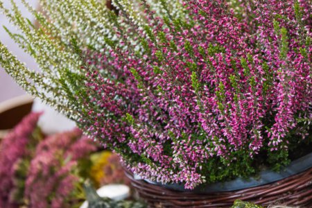 Blooming colorful heathers in garden or park. Seasonal flowers
