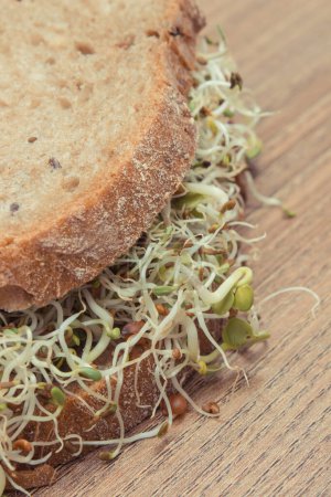 Téléchargez les photos : Luzerne et choux de radis avec tranche de pain complet. Ajout sain aux sandwichs. Source de vitamines et minéraux naturels - en image libre de droit