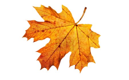 Photo for Autumn yellow maple leaf isolated on white background - Royalty Free Image