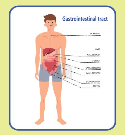 Illustration for Gastrointestinal tract, educative diagram, cartoon style character, vector illustration - Royalty Free Image
