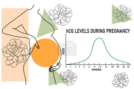 Gráfico de niveles de hCG. Esbozo de vientre embarazada. Símbolo de mujer embarazada. Ilustración abstracta del vector