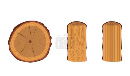 Principales tipos de cortes de tronco. Diferentes patrones de madera: transversal, tangencial, radial. Ilustración vectorial horizontal