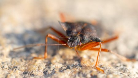 Téléchargez les photos : Portrait of a young stink bug resting on the sun. - en image libre de droit