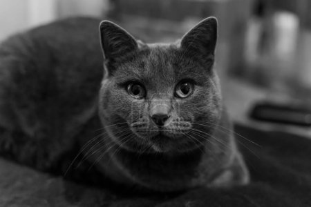 Foto de Gris gato, británico gato crianza. - Imagen libre de derechos