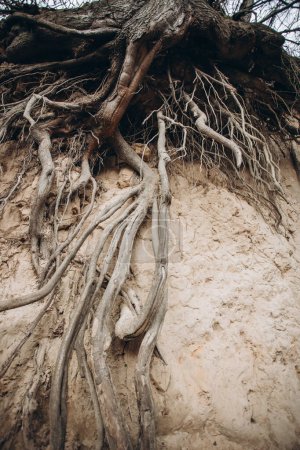 les racines des arbres sont à long terme, la structure des arbres. 