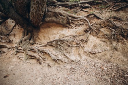 tree roots are long-term, tree structure. 