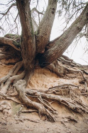 Téléchargez les photos : Les racines des arbres sont à long terme, la structure des arbres. - en image libre de droit