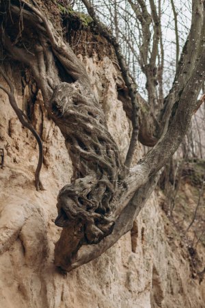 Téléchargez les photos : Les racines des arbres sont à long terme, la structure des arbres. - en image libre de droit