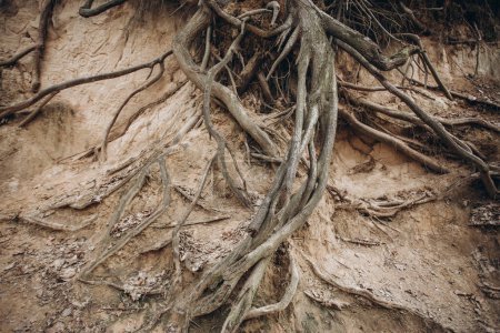 tree roots are long-term, tree structure. 