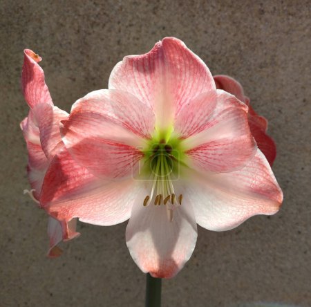 Téléchargez les photos : Amarilis. Fleur d'anémone sur fond gris - en image libre de droit