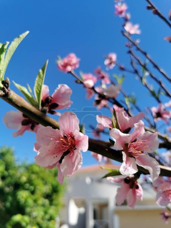 Téléchargez les photos : Pêcher en fleurs contre un ciel bleu clair - en image libre de droit
