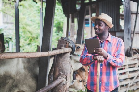 Foto de Los agricultores africanos utilizan tabletas para el control del ganado y la cría en la granja de ganado vacuno con vacas en la cochera. Concepto de industria agrícola ganadería y tecnología - Imagen libre de derechos