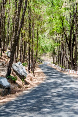 The beauty of Road on the hills of Lansdowne with Deodar trees. Pine Trees on the side of roads of Lansdowne, Uttrakhand India