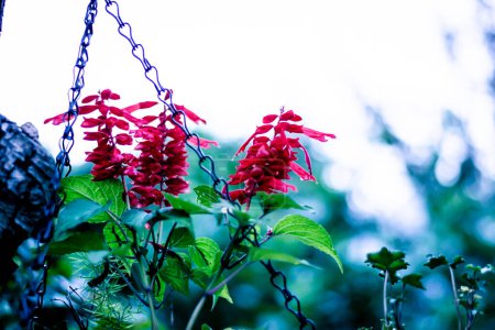 Salvia aus dem Garten. Scharlachroter Salbei - Salvia splendens Vista Red blüht im Garten. Rote Salvia splendens.