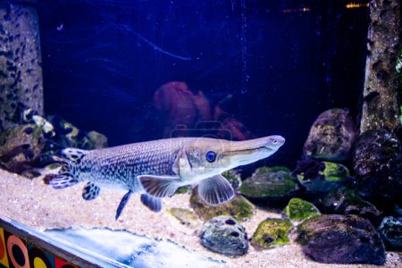 Alligator gar, Alligator Fish (Atractosteus spatula) swimming in the big aquarium. Aquarium Island Caf, Bhimtal uttrakhand.