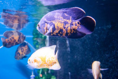Oscar Fish swimming in the big aquarium. Aquarium Island Caf, Bhimtal uttrakhand. Astronotus ocellatus. bubble eyes. The South American Water Dog.