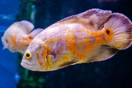 Oscar Fish swimming in the big aquarium. Aquarium Island Caf, Bhimtal uttrakhand. Astronotus ocellatus. bubble eyes. The South American Water Dog.