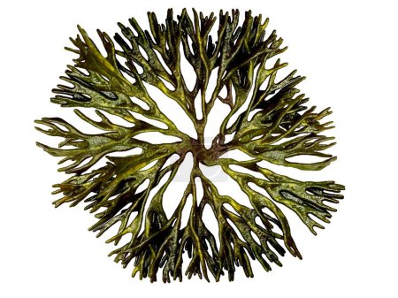Photo for Codium fragile seaweed round shaped clip art isolated on white background - Royalty Free Image