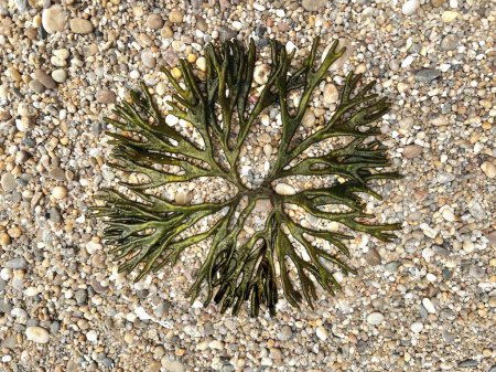 Photo for Codium fragile round shaped seaweed tossed upon a beach - Royalty Free Image