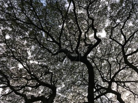 Téléchargez les photos : Hawaï. Une forêt tropicale. Une photo contrastée captivante de cimes d'arbres noirs contre un ciel lumineux. Fantastique toile abstraite fond de branches et de feuilles. - en image libre de droit