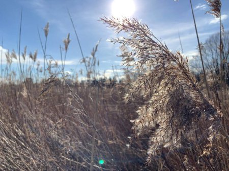 Sunshine over a field of dry grass