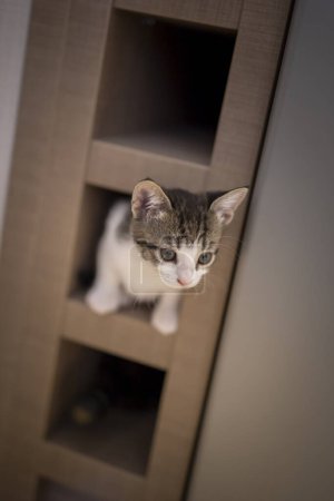 Foto de Adorable gatito jugando alrededor de estantes de vino en la cocina, escalando, escondiéndose y mirando - Imagen libre de derechos