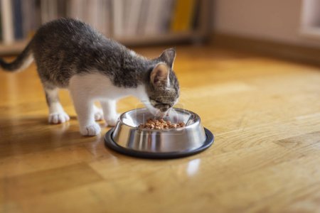 Téléchargez les photos : Beau petit chaton se nourrissant à partir d'un bol placé sur le sol du salon à côté d'une fenêtre, mangeant de la nourriture pour chaton - en image libre de droit