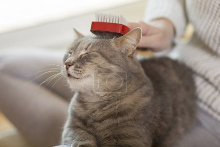 Photo for Tabby cat lying in her owner's lap and enjoying while being brushed and combed. Selective focus - Royalty Free Image