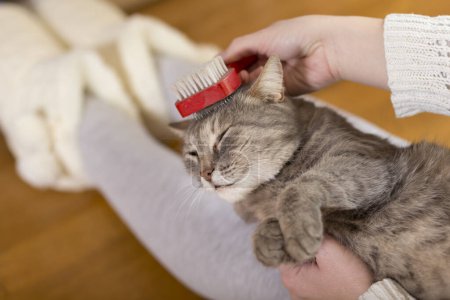 Foto de Gato tabby acostado en el regazo de su dueña y disfrutando mientras es cepillado y peinado. Enfoque selectivo - Imagen libre de derechos