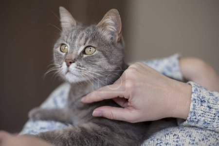 Téléchargez les photos : Beau chat tabby étant tenu et câliné par son propriétaire, appréciant et ronronnant - en image libre de droit