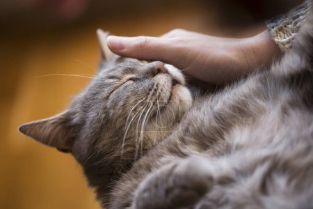 Téléchargez les photos : Chat poilu allongé sur les genoux de son propriétaire, jouissant d'être câliné et ronronnant. Focus sur la muselière du chat - en image libre de droit